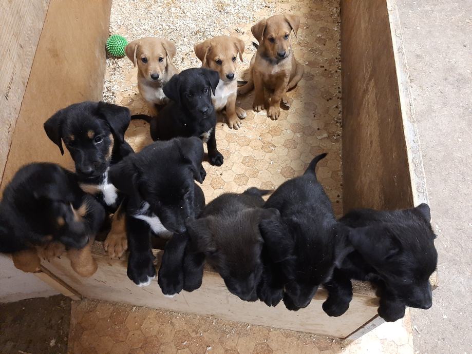 Psi mešančki Labradorec - Avstralski Kelpie