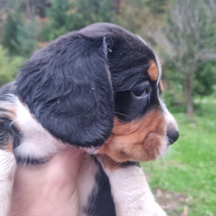 Psički mešančki med CAVALIER KING CHARLES ŠPANJEL in DREVEJEM