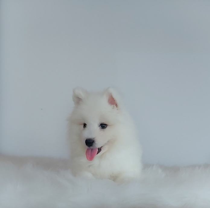 Samojed