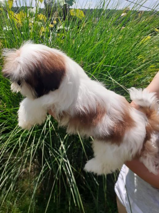 Shi Tzu, shi tzu, shih Tzu, šicu štenci prodaja