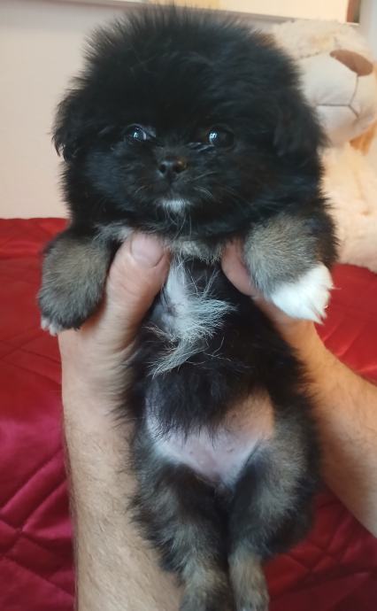 Shiranian (shihtzu,pomeranec)