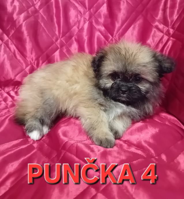 Shiranian (shihtzu,pomeranec)