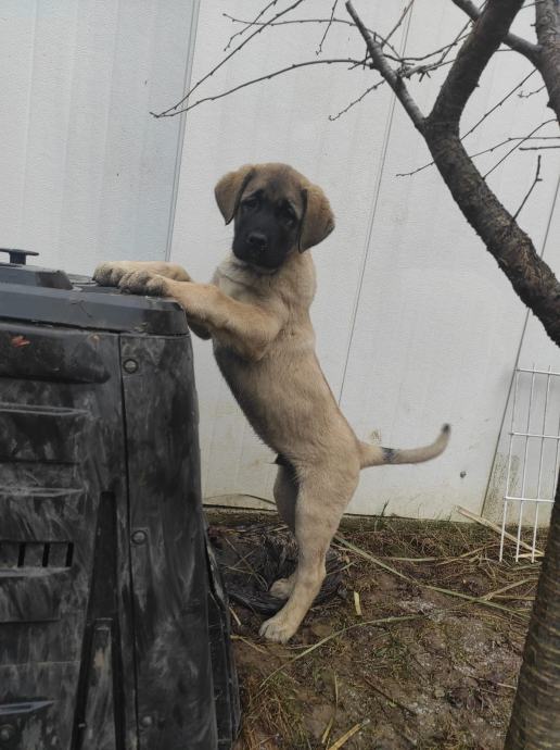 Turski kangal mladički čistokrvni vrhunska genetika