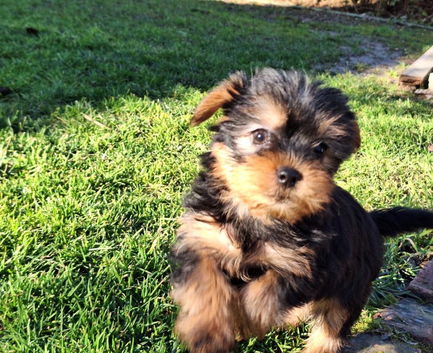 Yorkshire terrier, Jorkširski terijer, yorki