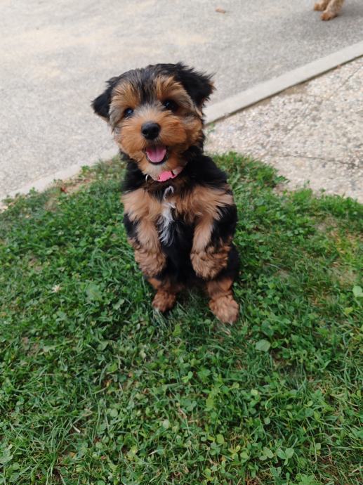 YORKSHIRE TERRIER MLADIČKI