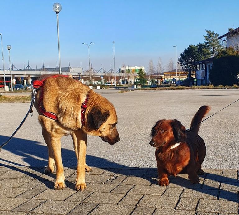 Luna išče dom!