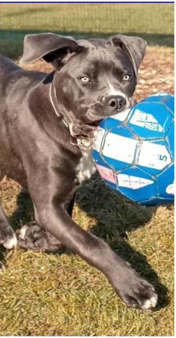 cane corso