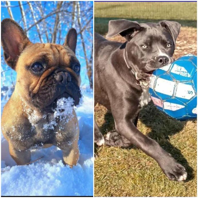 Francoski buldog Cane corso