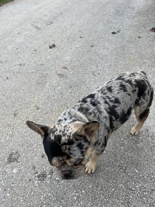 Francoski buldog za parjenje