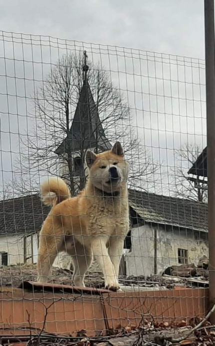 Japonska Akita