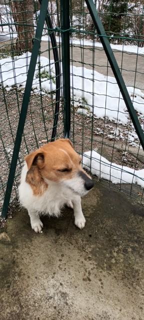 Parson russell terrier