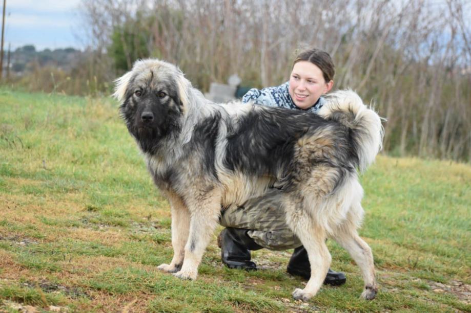 ŠARPLANINEC WALTER ČAKA NA SVOJO SREČO