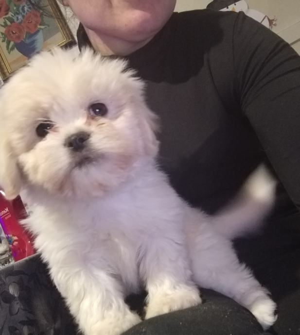 Shih tzu