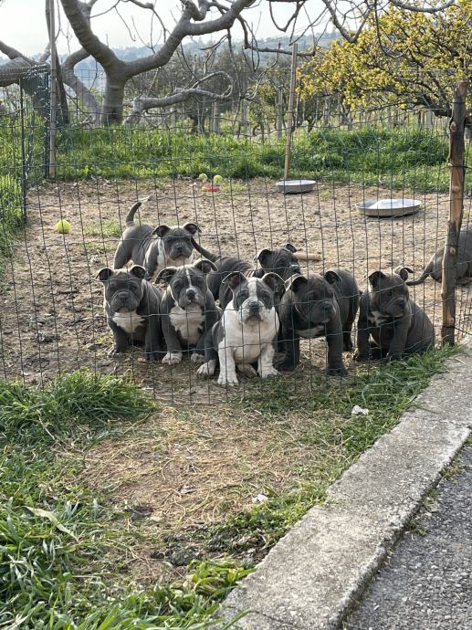 American Bully Exotic