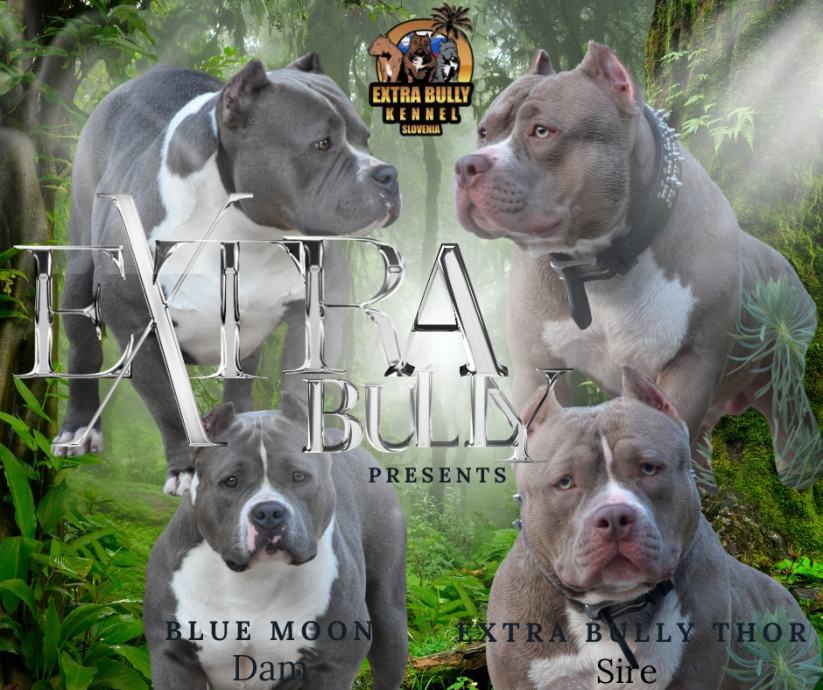 AMERICAN BULLY POCKET dve vrhunski legli!!!