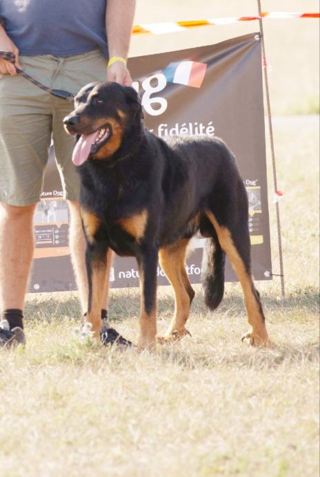 BEAUCERON - FRANCOSKI OVČAR