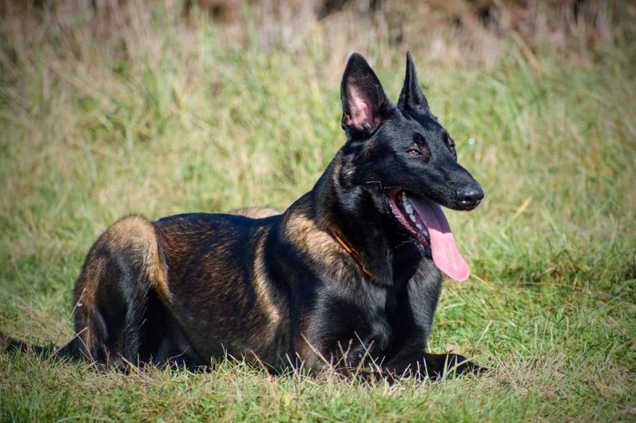 BELGIJSKI OVČAR MALINOIS enotni mladiči-rezervacije