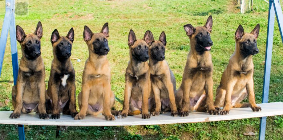 Belgijski ovčar / malinois