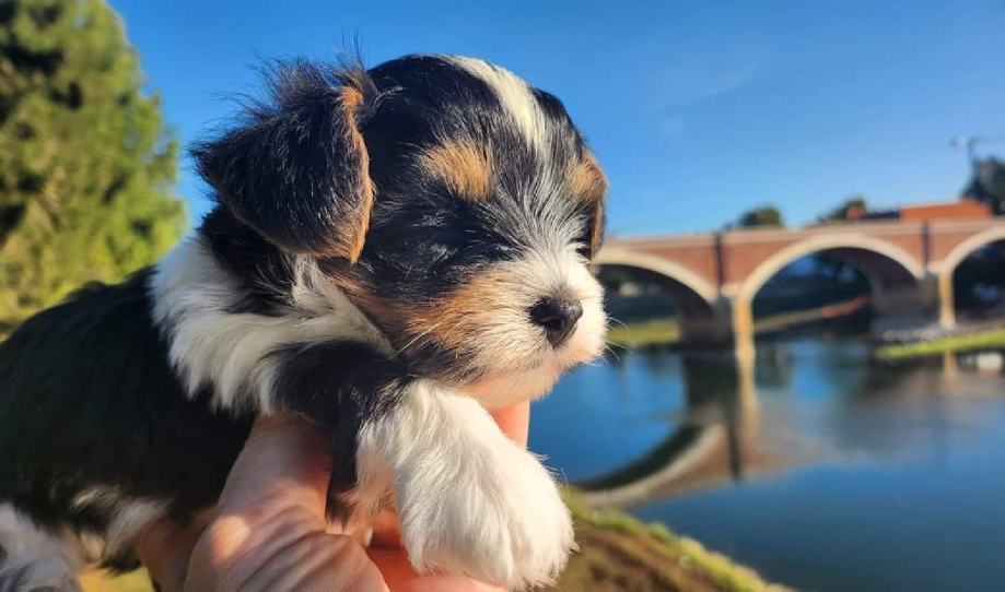 Biewer terrier sa FCI pedigre(SLOBODNA PUNCKA)