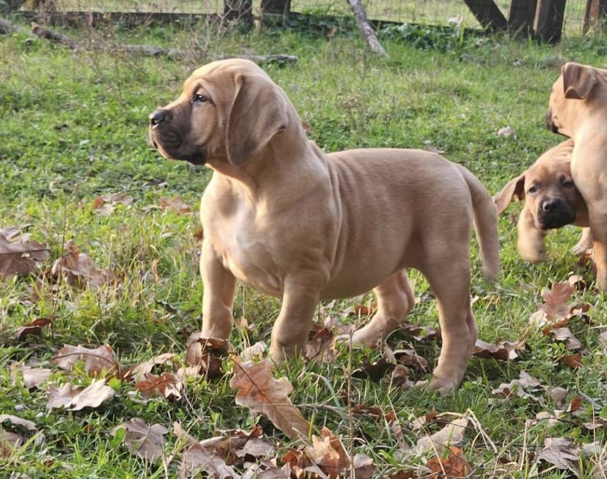 Boerboel