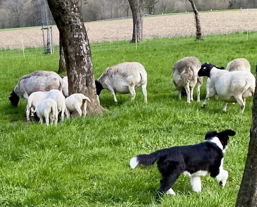 Border Collie mladiček - z rodovnikom