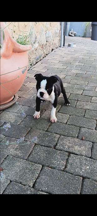 Boston Terrier - muško štene sa papirima prodajem