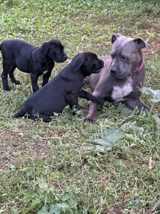 Cane corso mladički