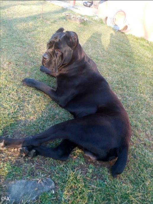 CANE corso