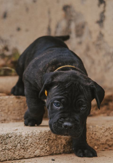 Cane Corso mladički z rodovnikom