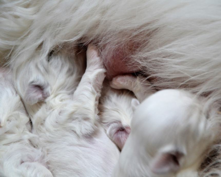 Mladički Coton de Tulear z rodovnikom