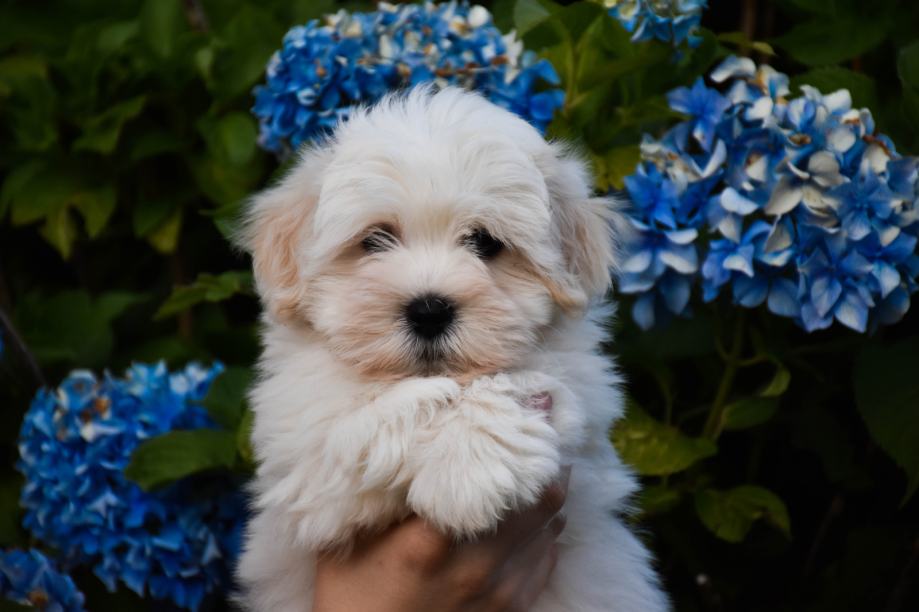 Coton de tulear