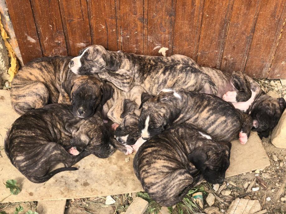 Doggo Argentino mix