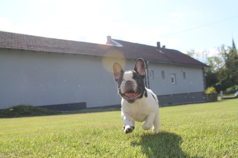 Francoski buldog