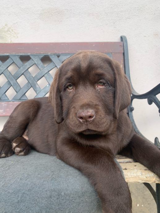 LABRADOREC ČOKOLADNI z rodovnikom