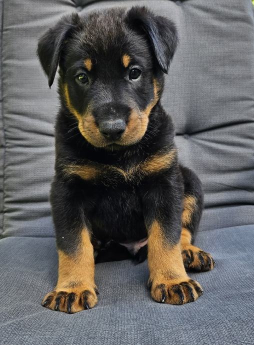 Beauceron, francoski ovčar mladički