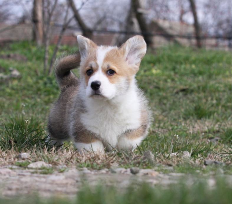 Pembroke Welsh Corgi mladički