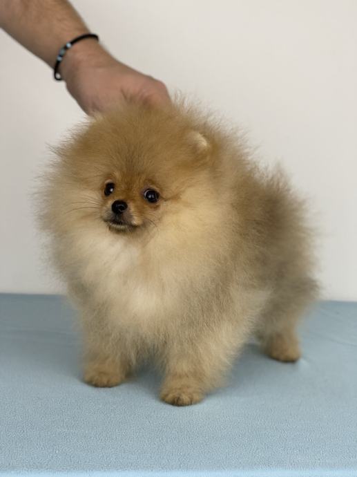 Pomeranac