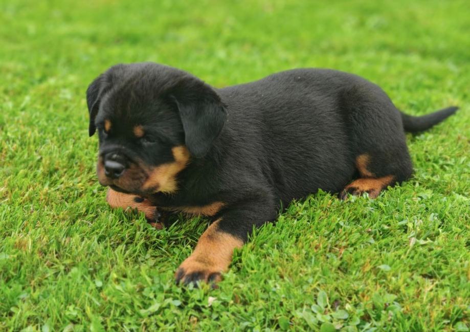 Rottweiler mladički z rodovnikom