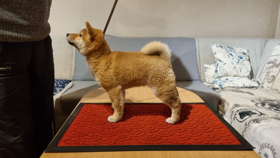 Shiba Innu