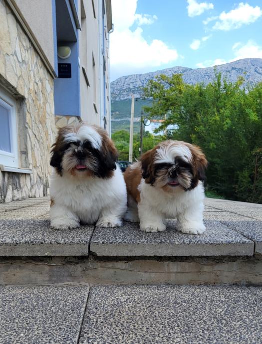 SHIH TZU VRHUNSKI MLADIČKI Z RODOVNIKOM HKS