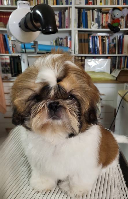 SHIH TZU VRHUNSKI MLADIČKI Z RODOVNIKOM HKS