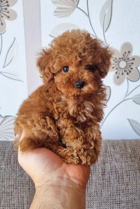 Toy pudl z rodovnikom, Toy poodle with pedigree