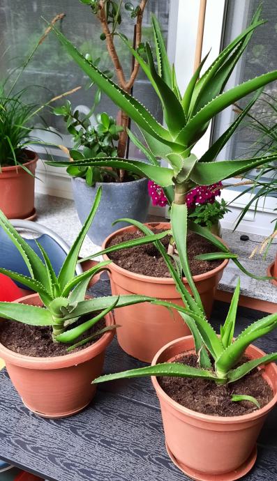 ALOE ARBORESCENS