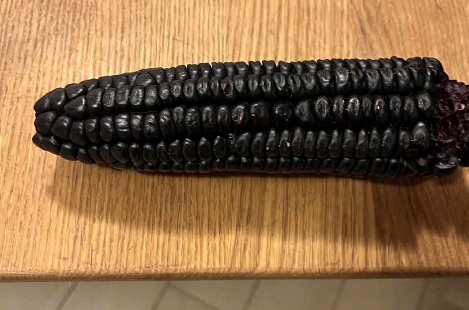 črna koruza Aztec Black Corn