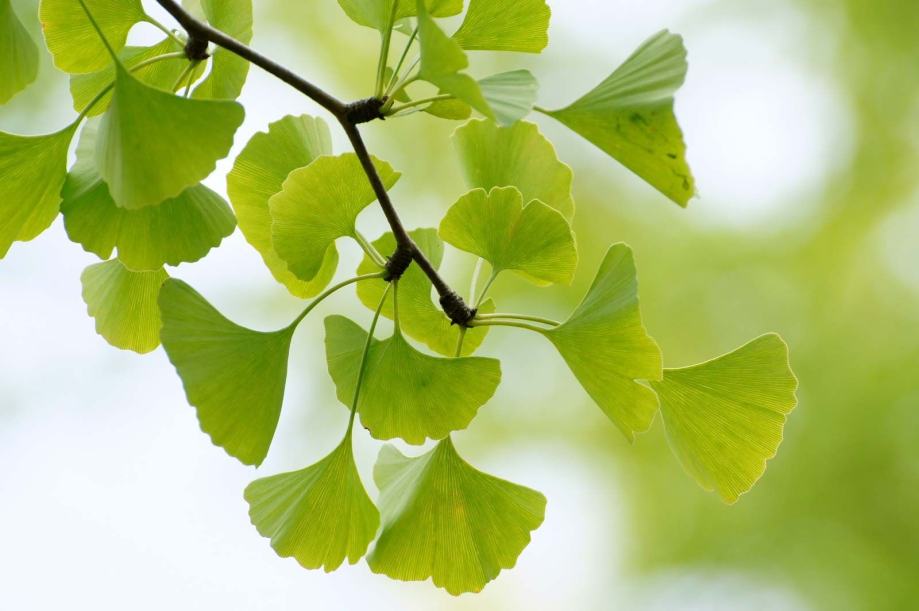 Ginko Biloba semena