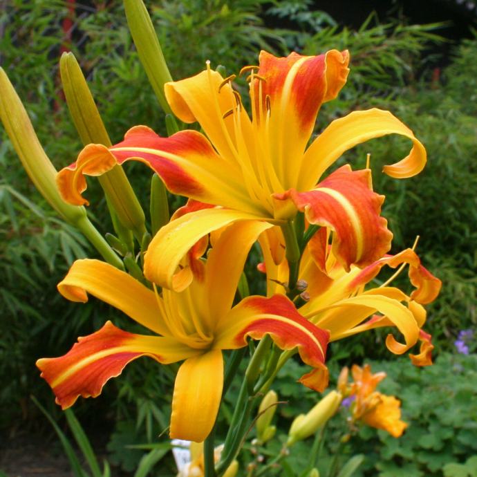 Maslenica / maslenka 'Jean', rdeče rumena (Hemerocallis)