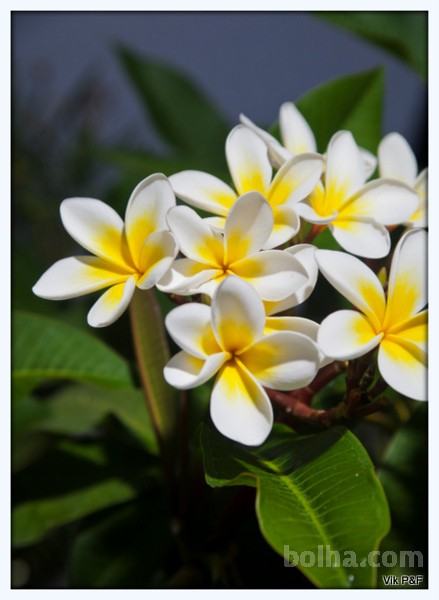 Plumerija/Frangipani Celadine