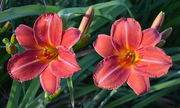 Rdeča maslenica / maslenka Simple Brilanta (Hemerocallis)