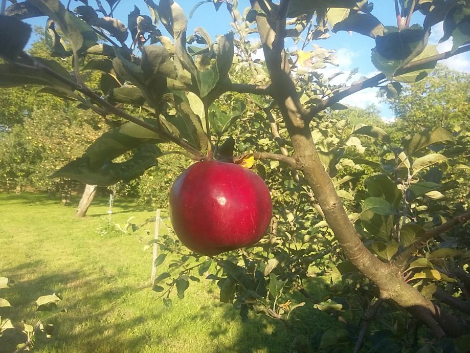 Bio jabolka – Rdeči grafenštajnc