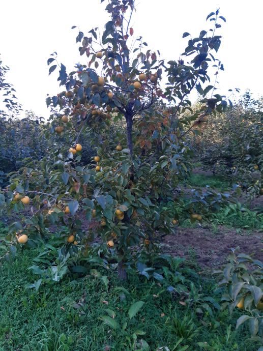 Kaki iz Vipavske doline domač neškropljen